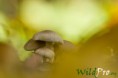 /album/galleria-foto-fotografia-naturalistica/mg-4592-1200px-1200px-jpg/